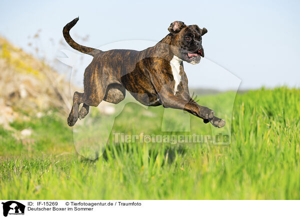 Deutscher Boxer im Sommer / German Boxer in summer / IF-15269