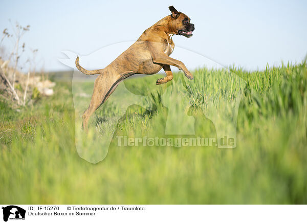 Deutscher Boxer im Sommer / German Boxer in summer / IF-15270