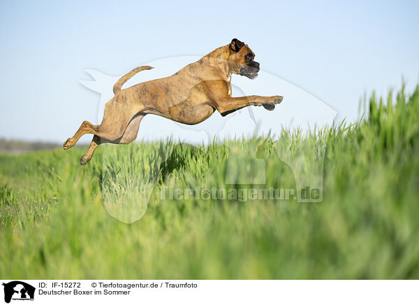 Deutscher Boxer im Sommer / IF-15272