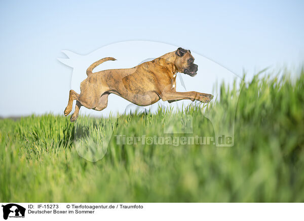 Deutscher Boxer im Sommer / German Boxer in summer / IF-15273