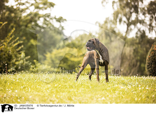 Deutscher Boxer / German Boxer / JAM-05976