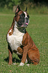 im Gras sitzender Boxer