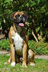 Deutscher Boxer