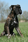 Boxer Weibchen