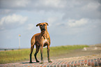 Deutscher Boxer