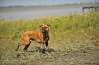 laufender Deutscher Boxer