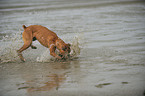 badender Deutscher Boxer