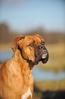 Deutscher Boxer Portrait