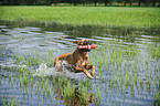 spielender Deutscher Boxer