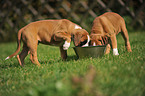 Deutsche Boxer Welpen