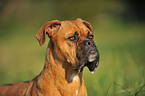 Deutscher Boxer Portrait