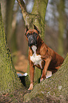 Deutscher Boxer