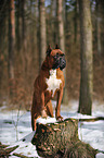 Deutscher Boxer