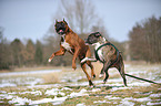 2 Deutsche Boxer