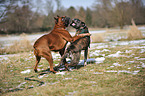 2 Deutsche Boxer