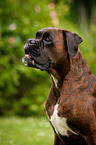 Deutscher Boxer Portrait