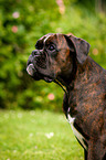 Deutscher Boxer Portrait