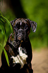 Deutscher Boxer Portrait