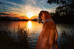 Deutscher Boxer Portrait