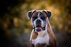 Deutscher Boxer Portrait