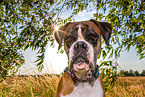 Deutscher Boxer Portrait