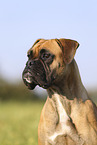 Deutscher Boxer Portrait