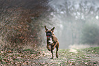 Deutscher Boxer im Herbst