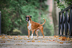 Deutscher Boxer im Sommer