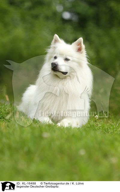 liegender Deutscher Grospitz / lying German Giant Spitz / KL-16488