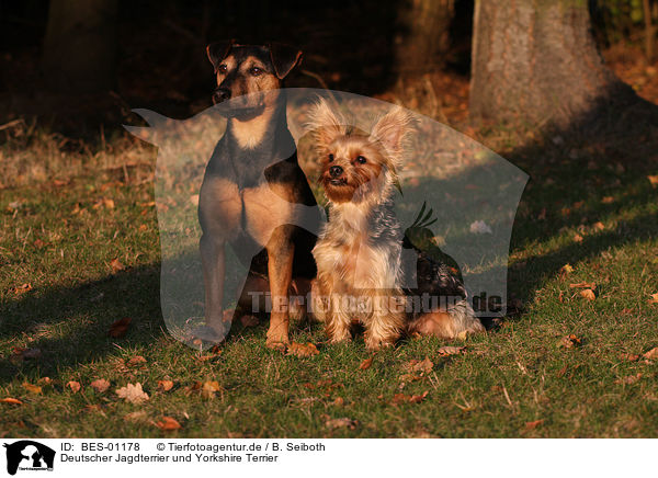 Deutscher Jagdterrier und Yorkshire Terrier / german hunting terrier and yorkshire terrier / BES-01178