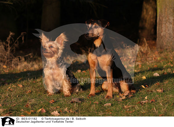 Deutscher Jagdterrier und Yorkshire Terrier / german hunting terrier and yorkshire terrier / BES-01182