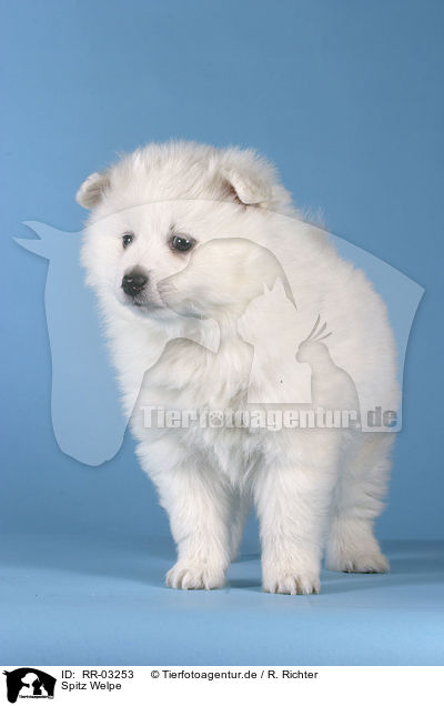 Spitz Welpe / Pomeranian Puppy / RR-03253