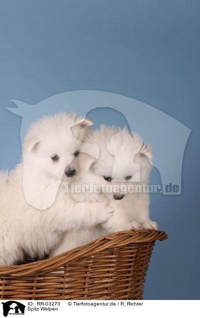 Spitz Welpen / Pomeranian Puppies / RR-03270