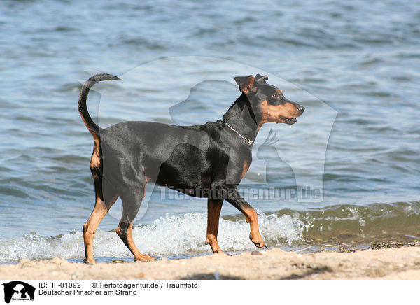 Deutscher Pinscher am Strand / IF-01092