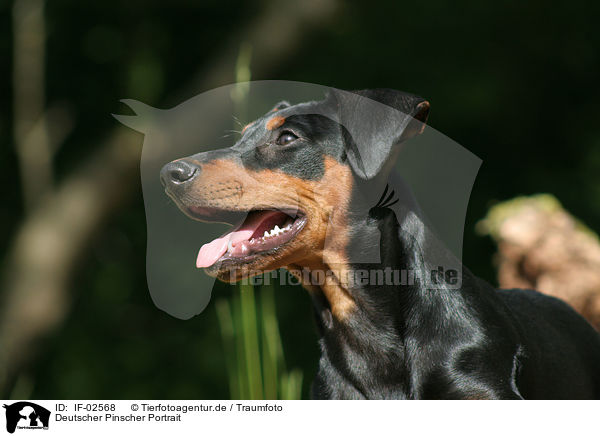 Deutscher Pinscher Portrait / German Pinscher Portrait / IF-02568