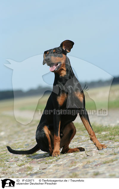 sitzender Deutscher Pinscher / sitting German Pinscher / IF-02871