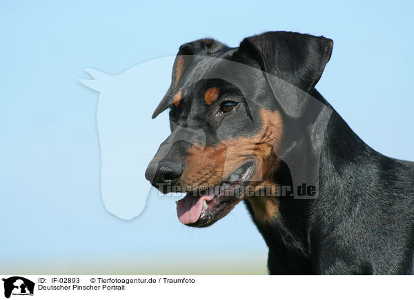 Deutscher Pinscher Portrait / German Pinscher Portrait / IF-02893