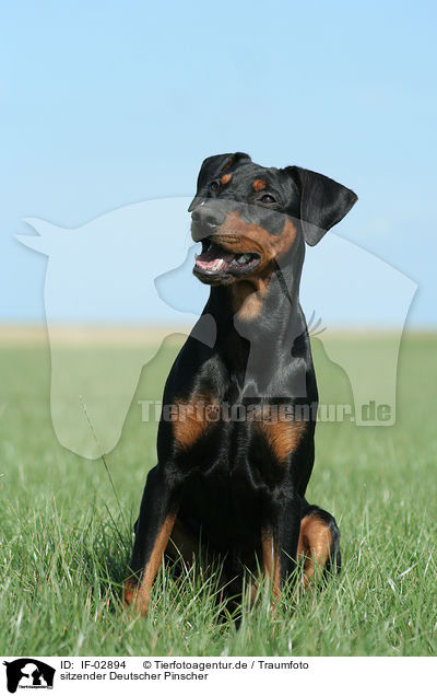 sitzender Deutscher Pinscher / IF-02894