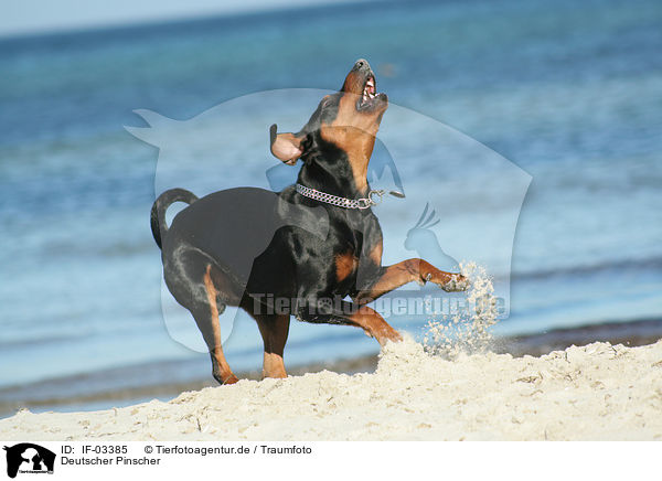 Deutscher Pinscher / IF-03385