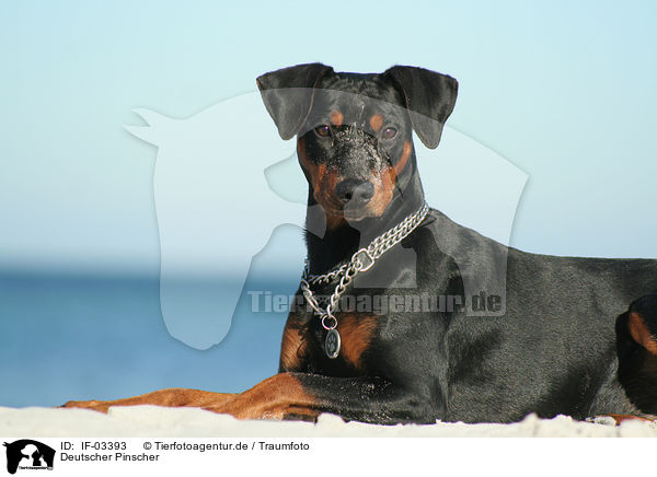 Deutscher Pinscher / IF-03393