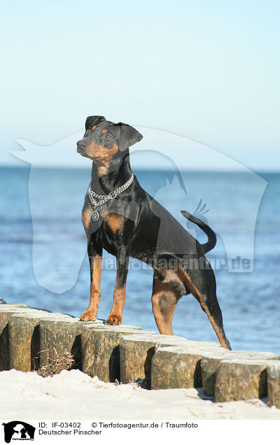 Deutscher Pinscher / German Pinscher / IF-03402