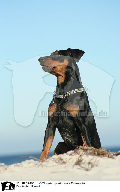 Deutscher Pinscher / German Pinscher / IF-03403