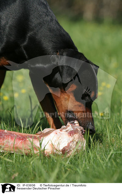 fressender Deutscher Pinscher / eating German Pinscher / IF-03936