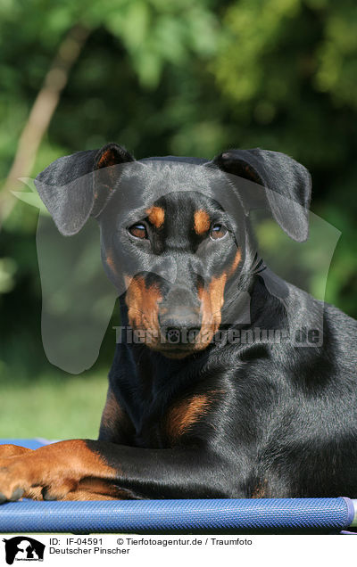 Deutscher Pinscher / IF-04591