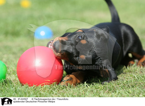 spielender Deutscher Pinscher Welpe / playing German Pinscher puppy / IF-04597