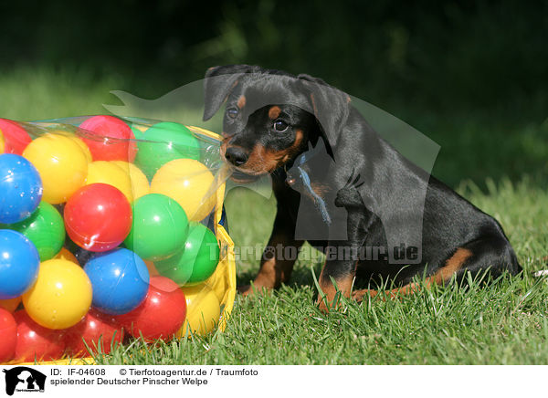 spielender Deutscher Pinscher Welpe / playing German Pinscher puppy / IF-04608