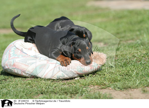 Deutsche Pinscher Welpen / German Pinscher puppies / IF-04610