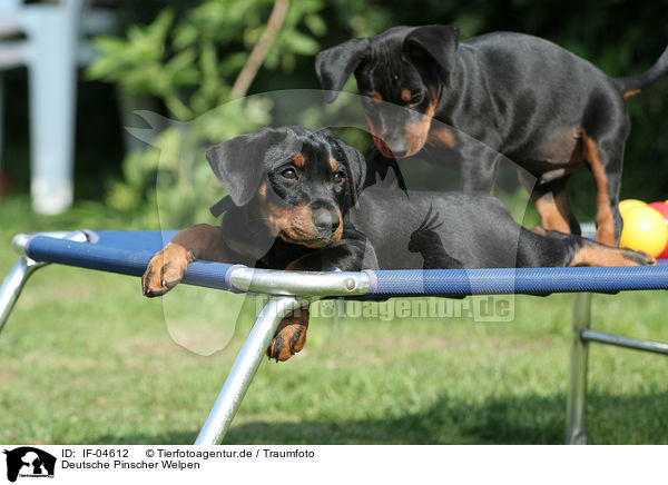 Deutsche Pinscher Welpen / German Pinscher puppies / IF-04612