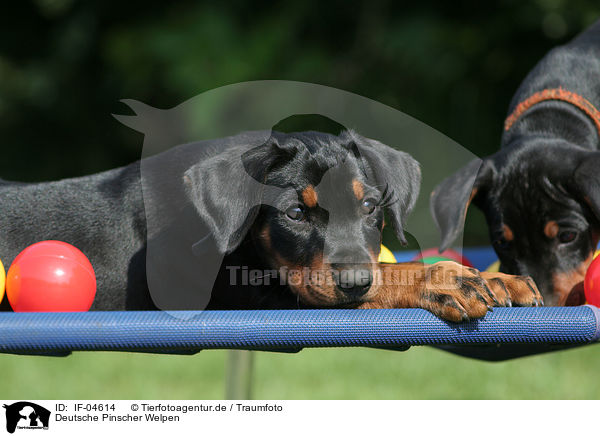 Deutsche Pinscher Welpen / German Pinscher puppies / IF-04614