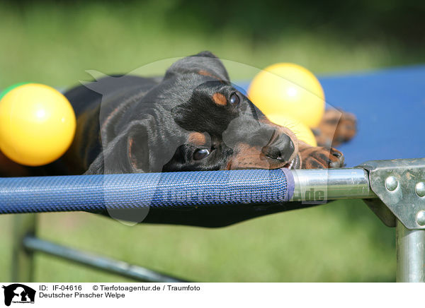 Deutscher Pinscher Welpe / German Pinscher puppy / IF-04616